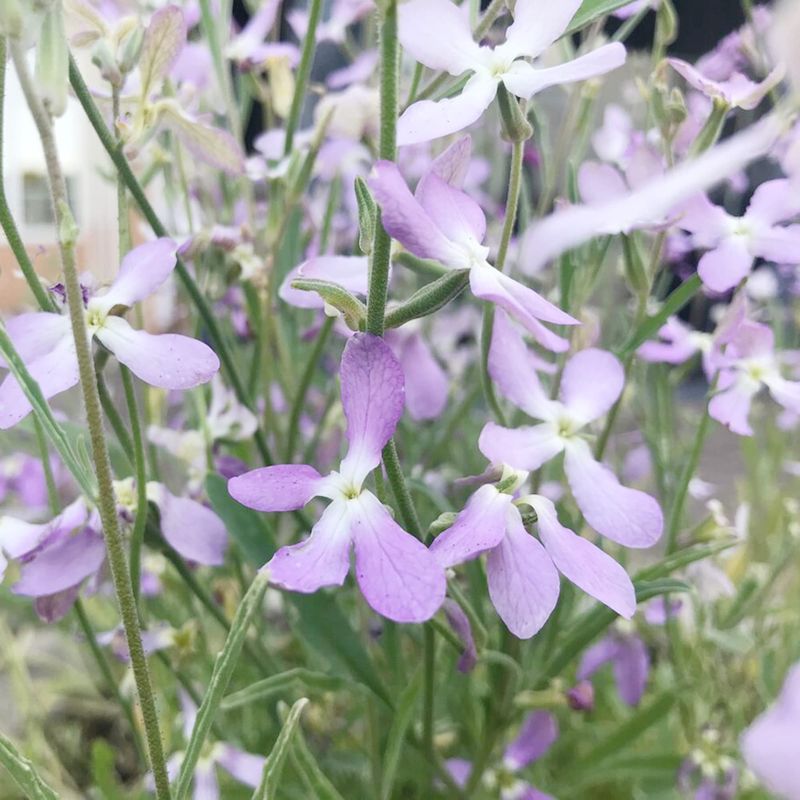 Night-Scented Stock