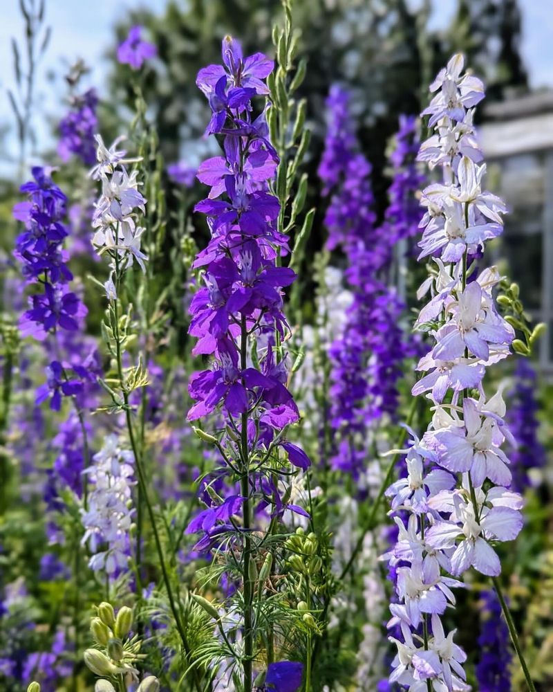 Larkspur