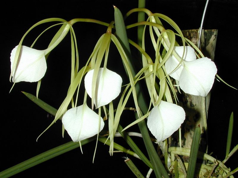 Evening Scented Orchid