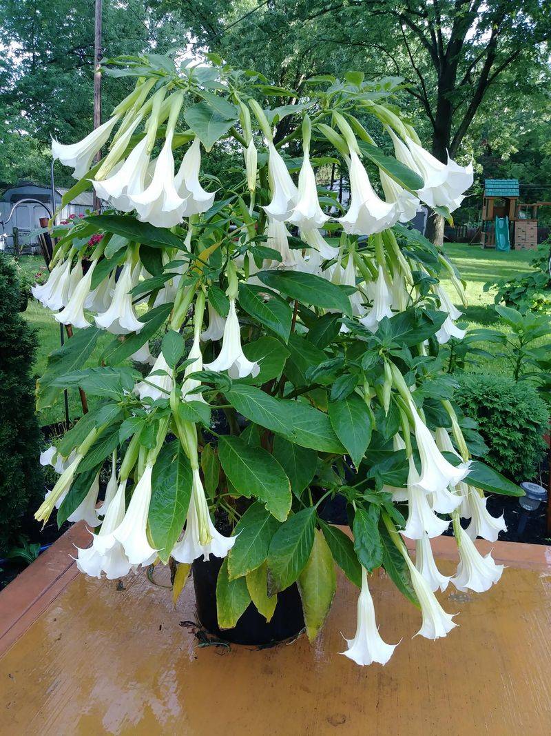 Angel's Trumpet
