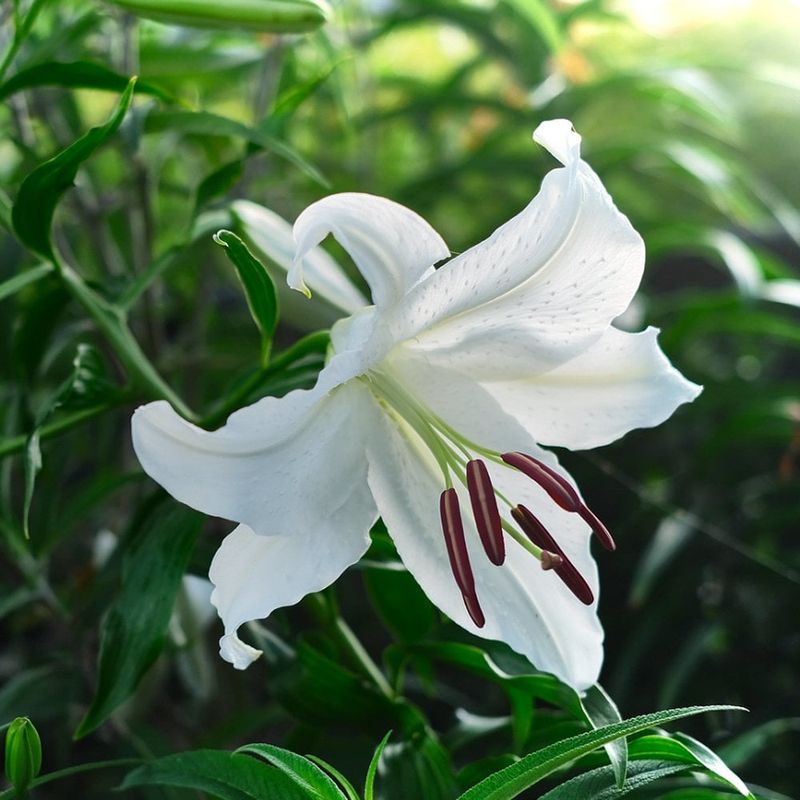 Casa Blanca Lily