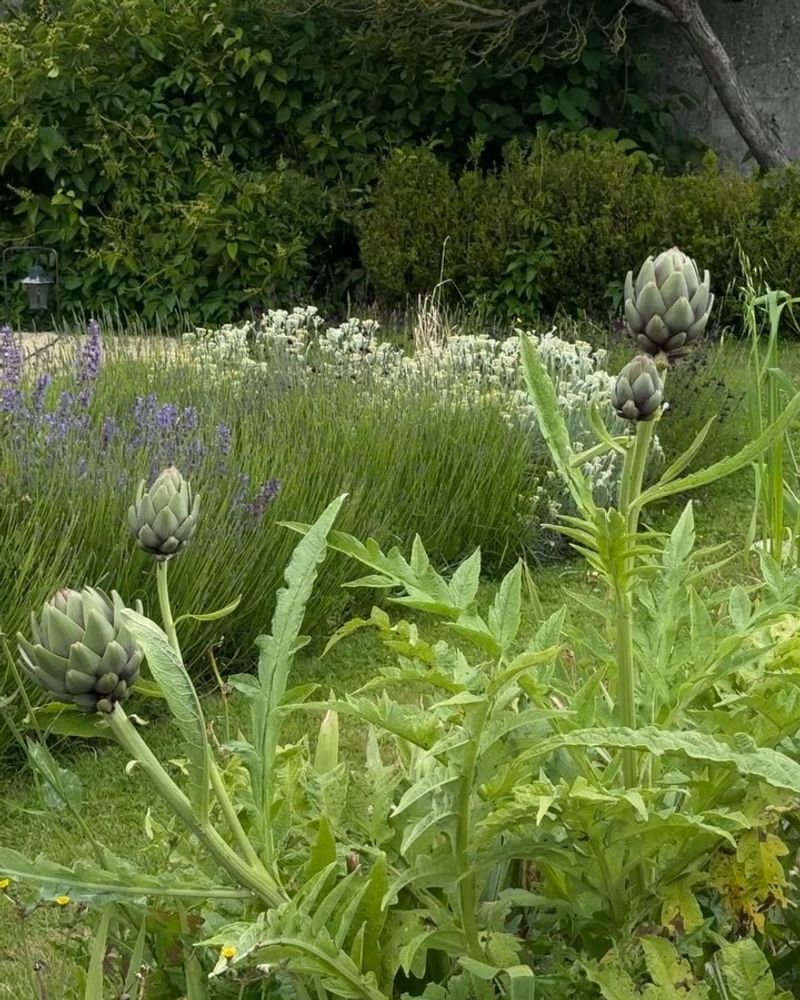 Perfumed Garden Experience
