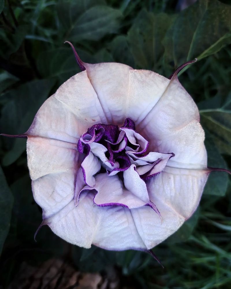 Datura