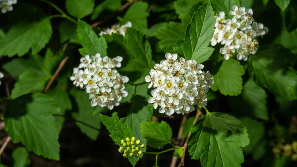 Ninebark