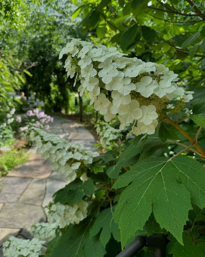 Oakleaf Hydrangea (Hydrangea quercifolia)