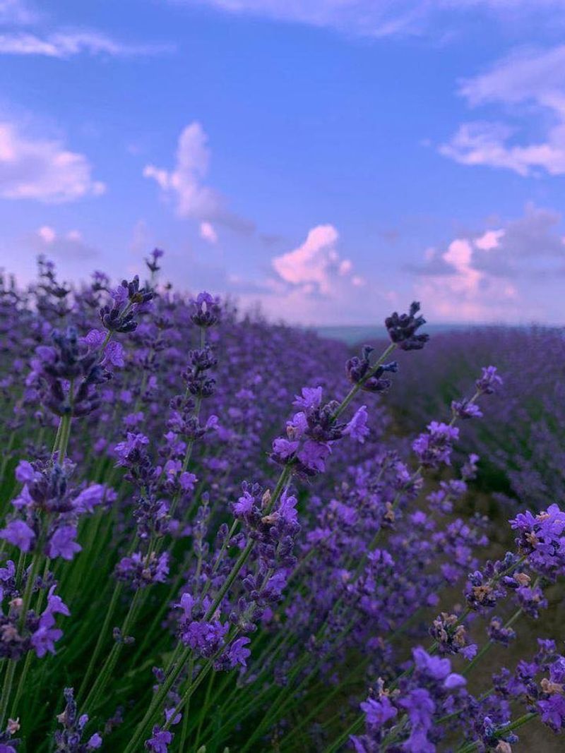 Lavender Requires Gentle Discipline