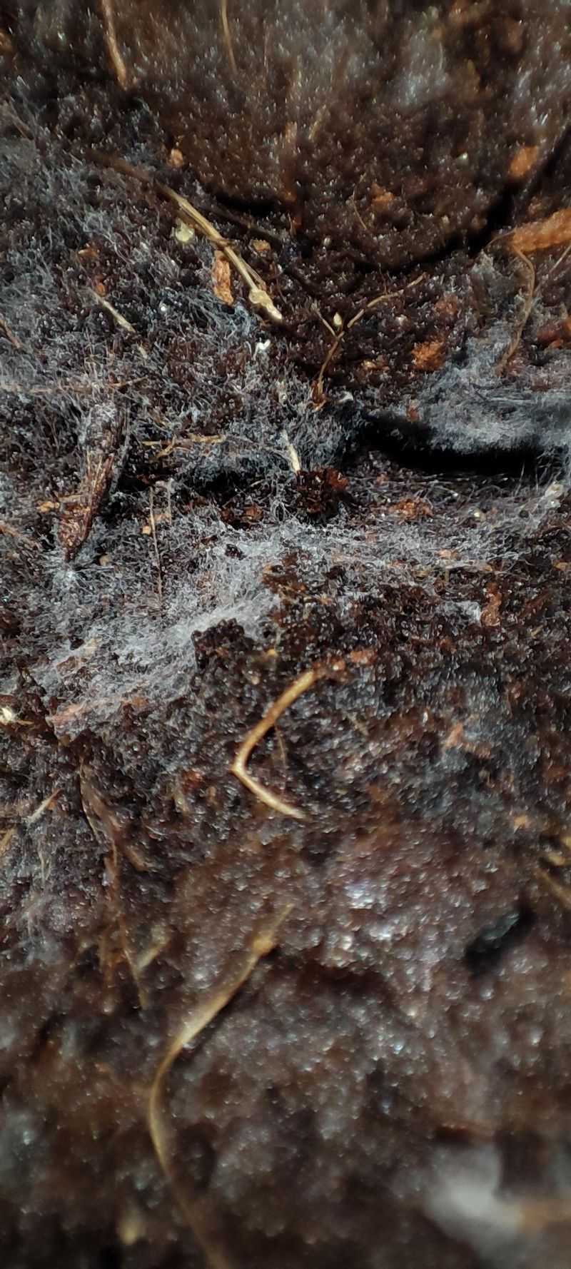 Fungal Breeding Ground