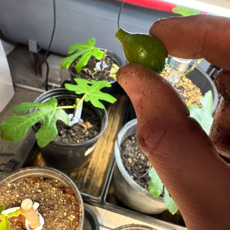 Stress-Reducing Greenery
