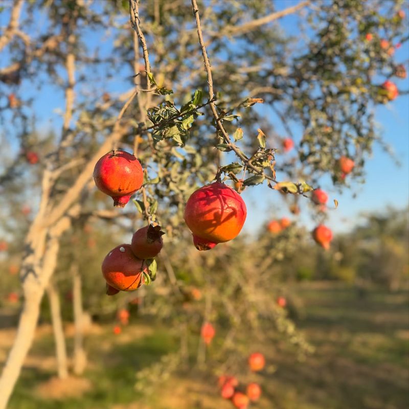 Pomegranate Trees