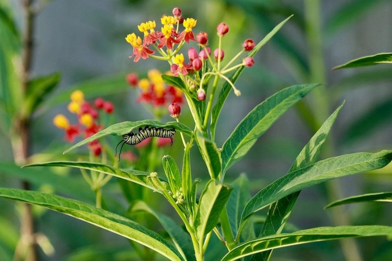 Tropical Milkweed (Asclepias curassavica)