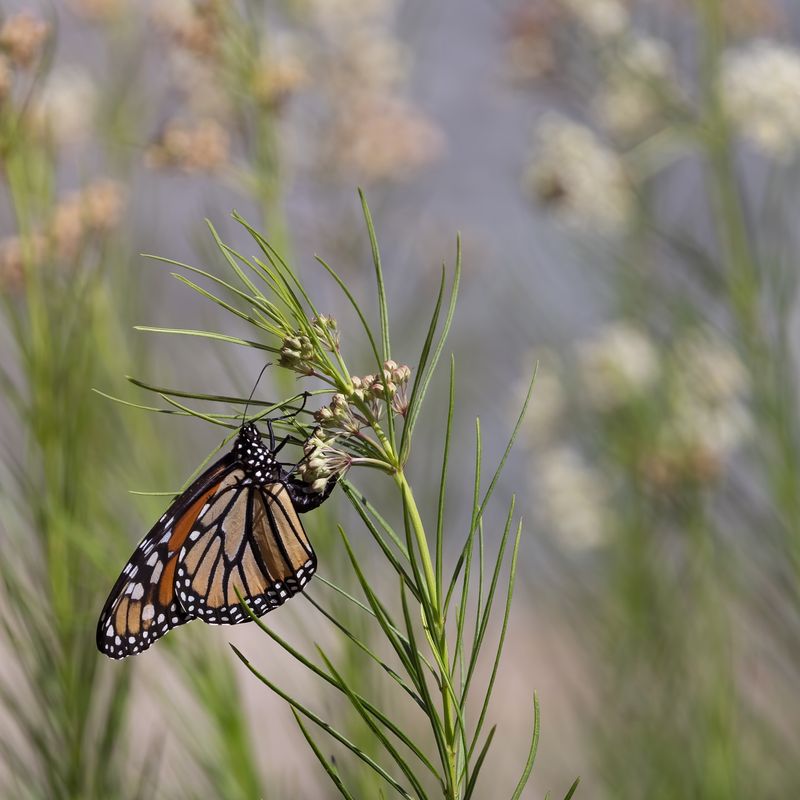 Tropical Milkweed Disrupts Monarch Migration Patterns