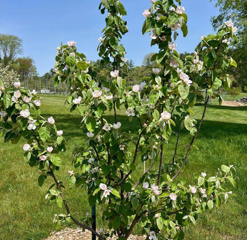 Quince Trees