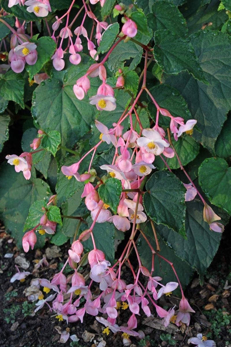 Begonia grandis (Hardy Begonia)