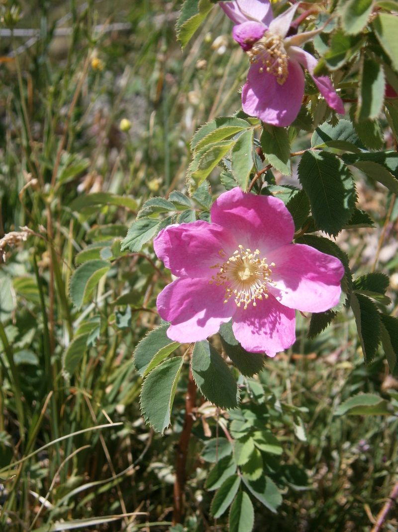 Wild Alpine Rose (Rosa pendulina)