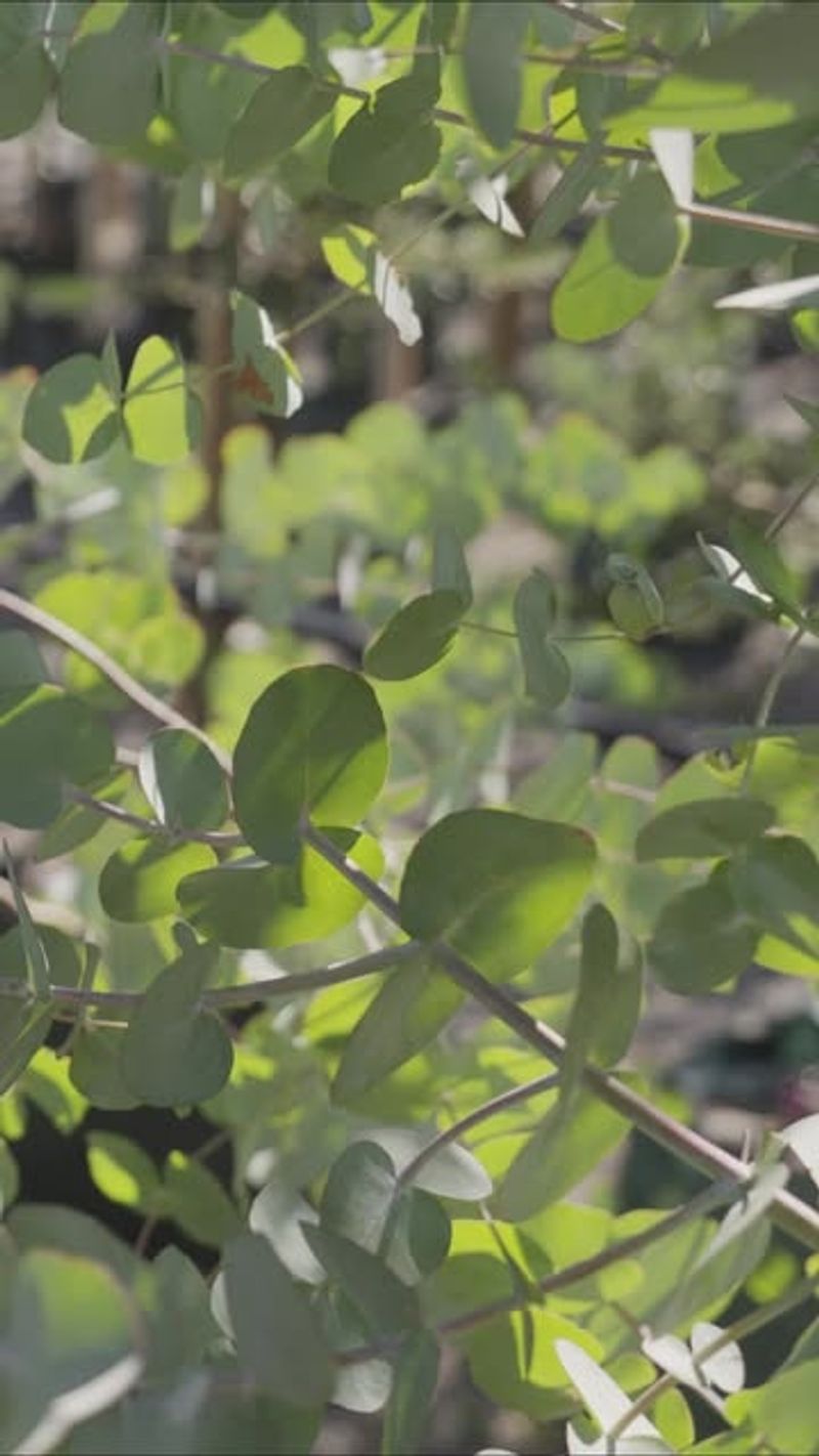 Eucalyptus: Aromatic Australian Failure