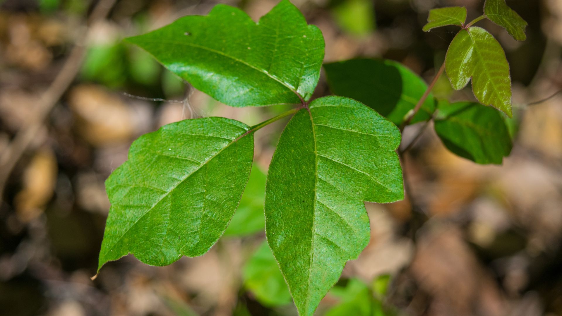poison ivy
