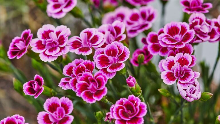 pink dianthus in bloom