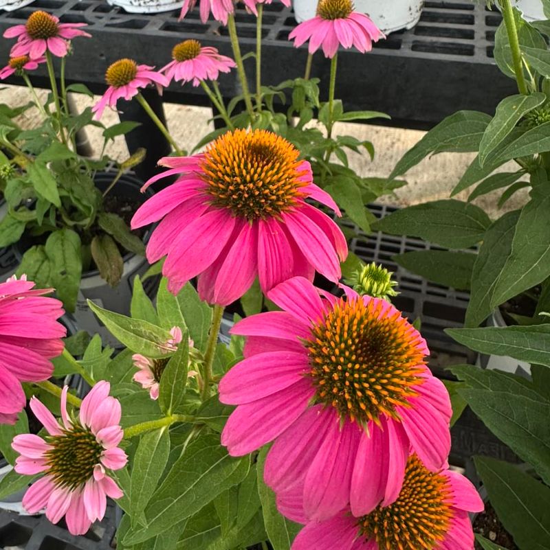 Coneflowers Bring Summer-Long Color