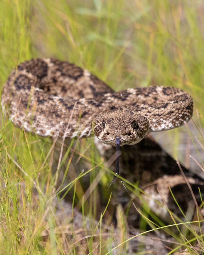 Texas: Snake Country