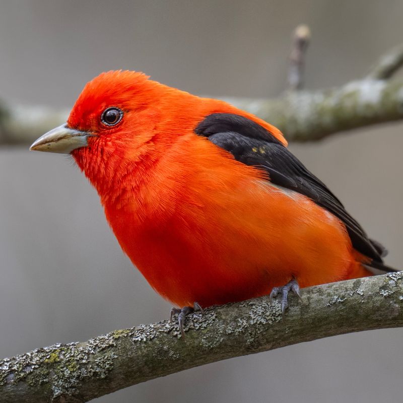 Scarlet Tanager