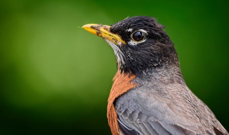 American Robin