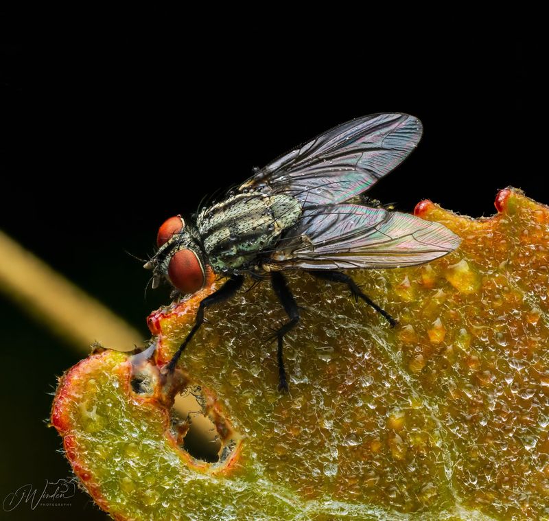 Common House Fly