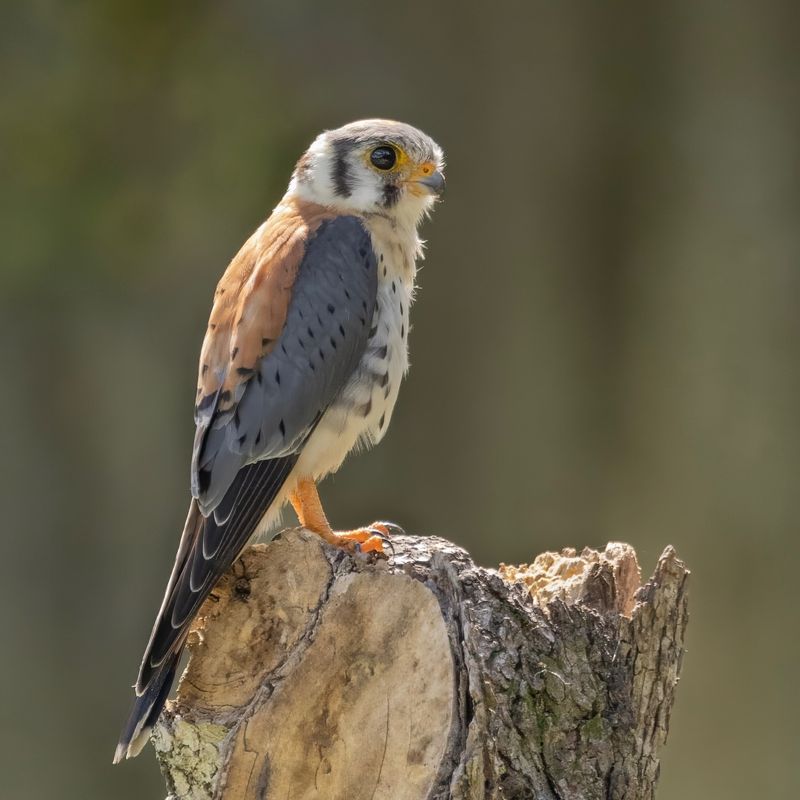 American Kestrels