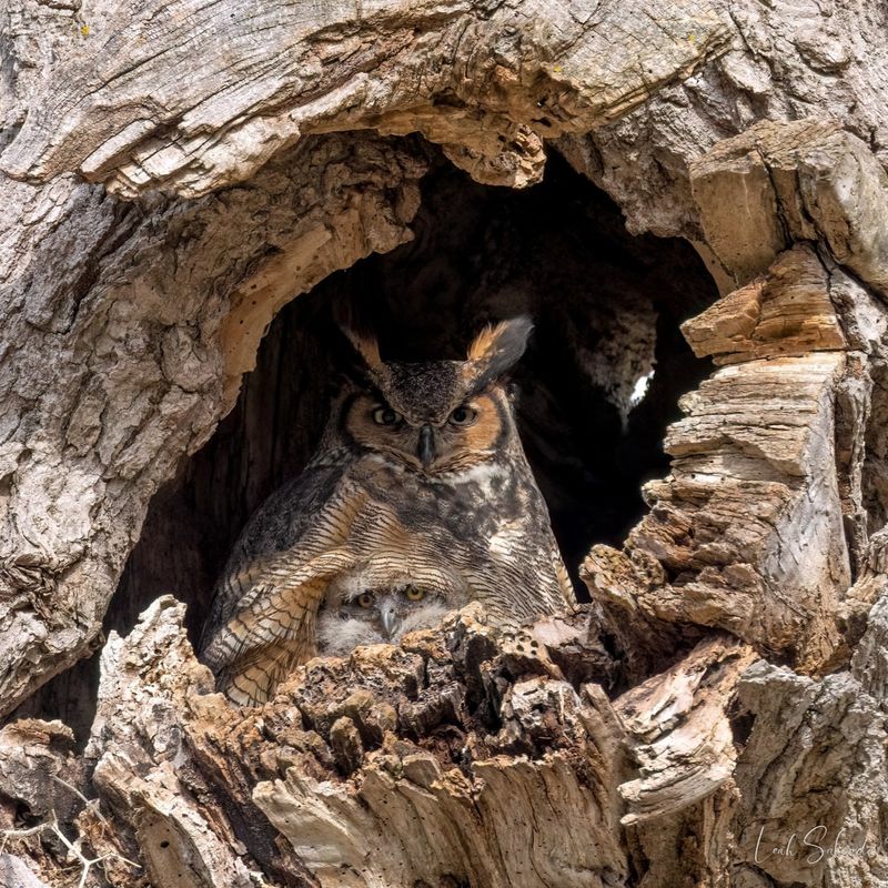 Great Horned Owls Provide Natural Rodent Control