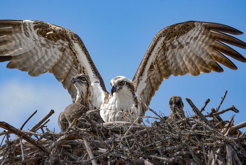Osprey