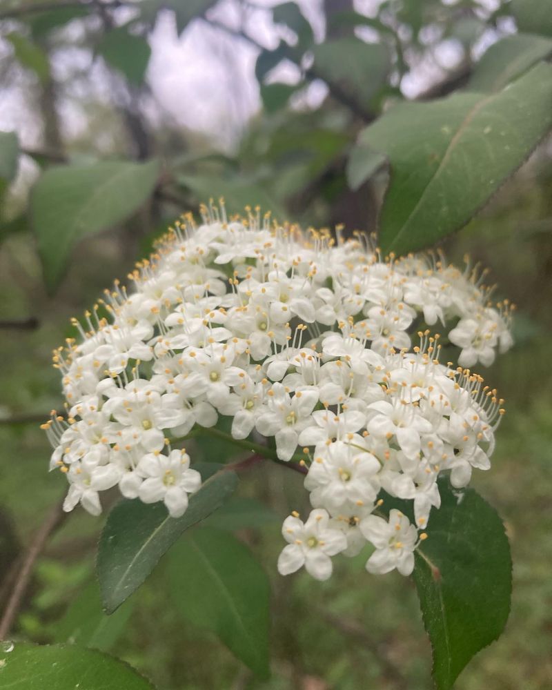 Viburnum