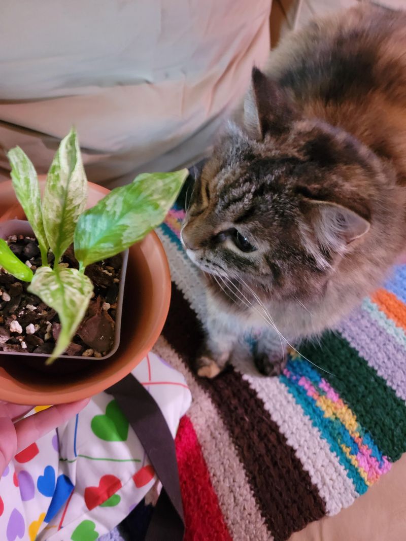 Curious Pets Sampling Plants