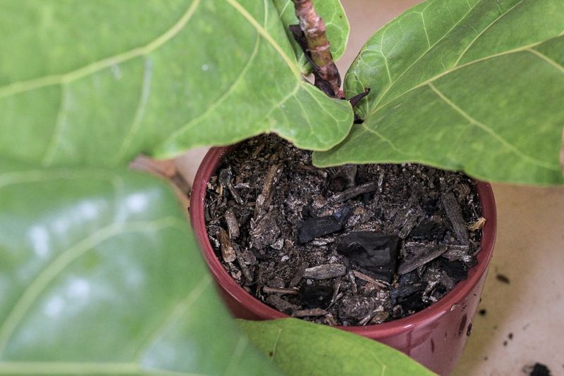Root Mass Visible At Soil Surface