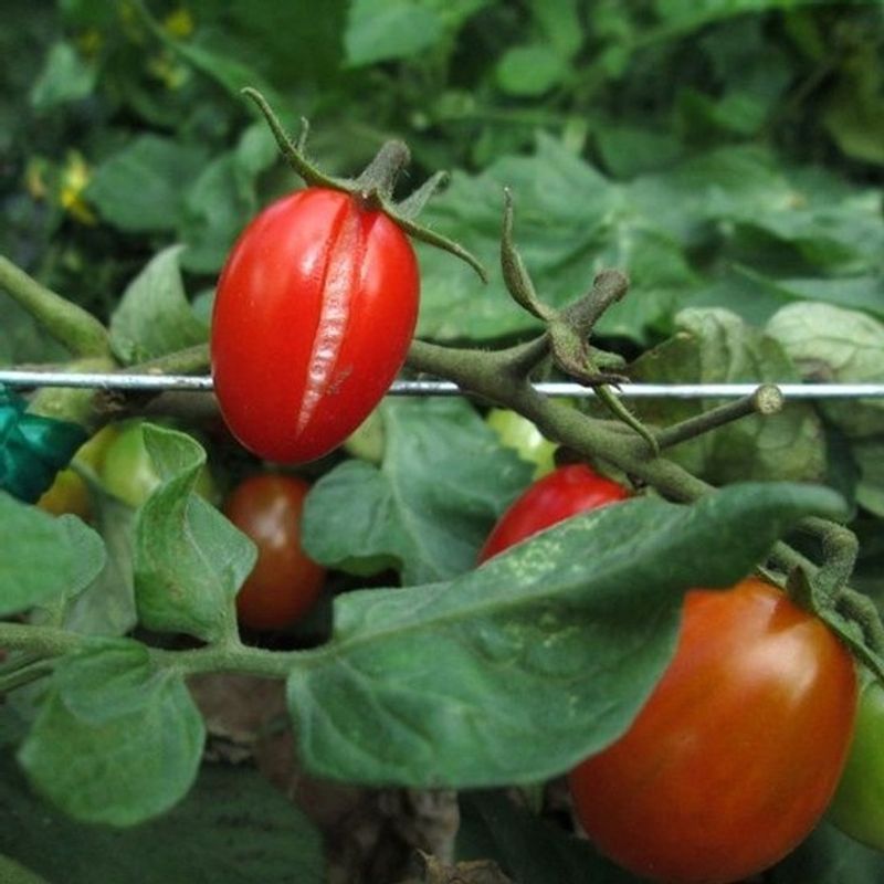Cracking Fruit Syndrome