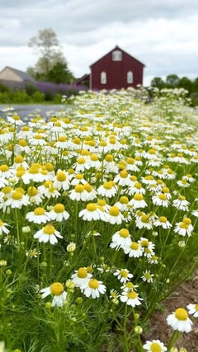 Chamomile