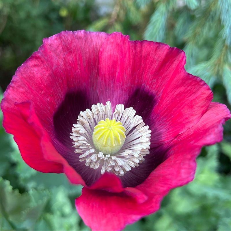 Opium Poppy: Flower of Dreams and Nightmares