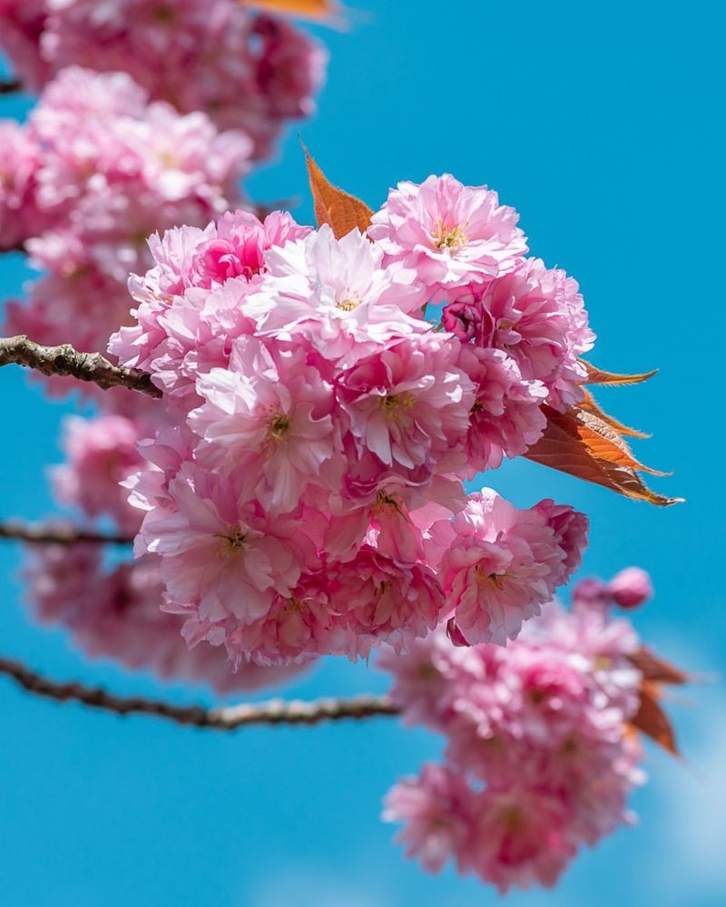 Flowering Cherries