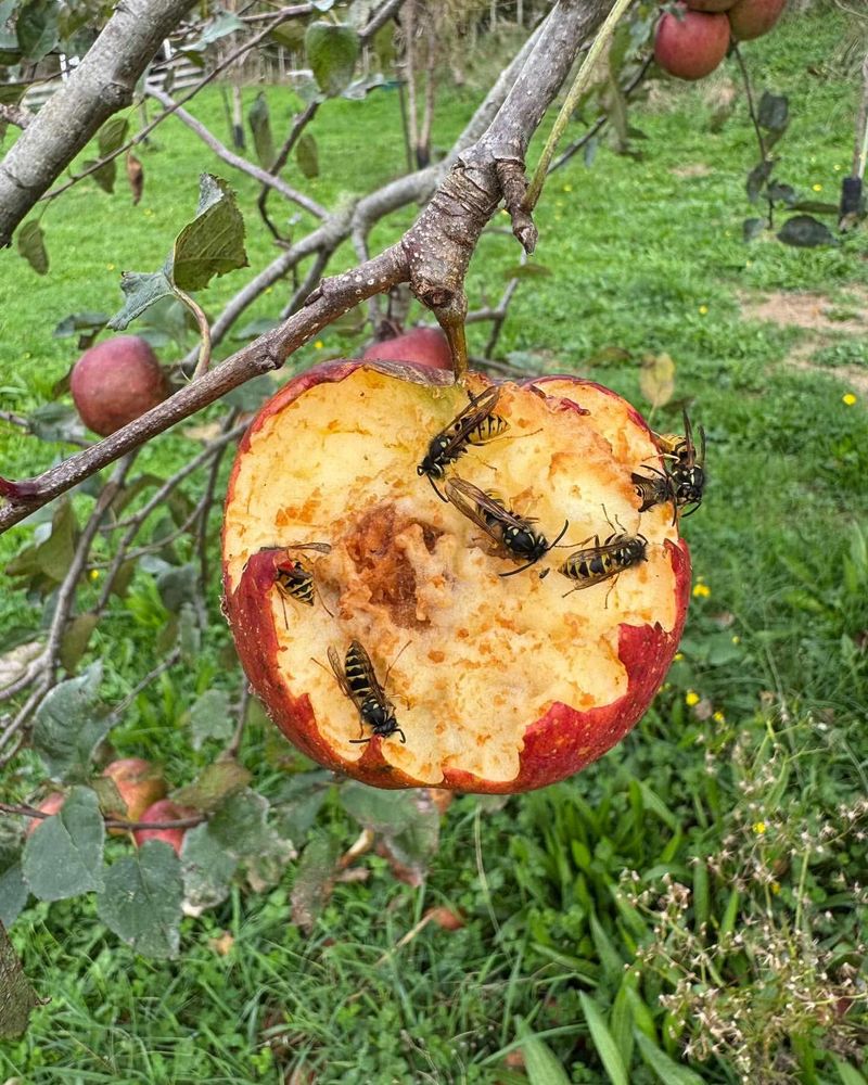 Fruit Trees Lure Stinging Wasps