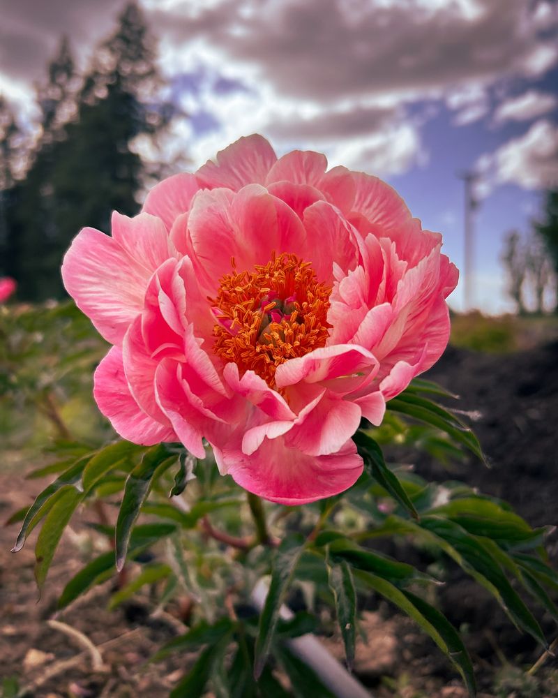 Peonies: Fragrant Heirlooms