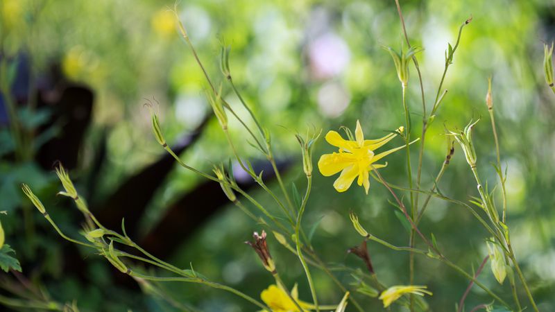 Texas Columbine
