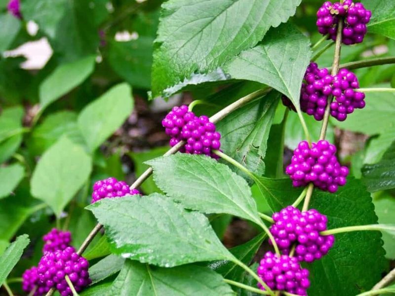 American Beautyberry