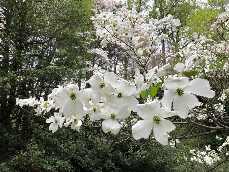Dogwood
