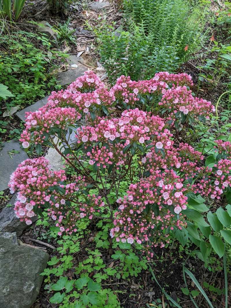 Mountain Laurel