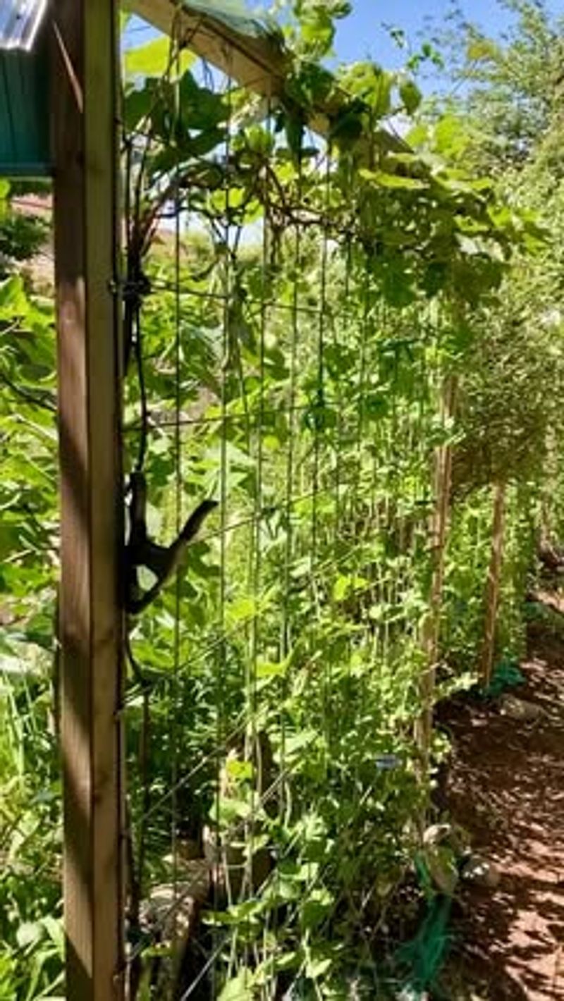 Living Willow Trellis