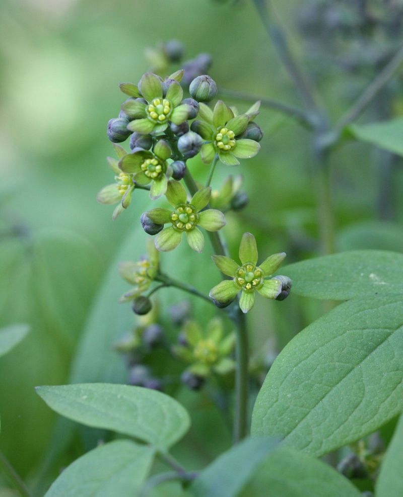 Identify Mystery Plants