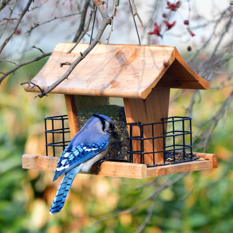 Keep Feeders Clean And Fresh