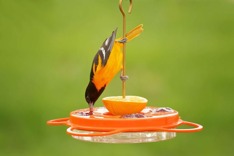 Mealworm Buffet During Nesting Season