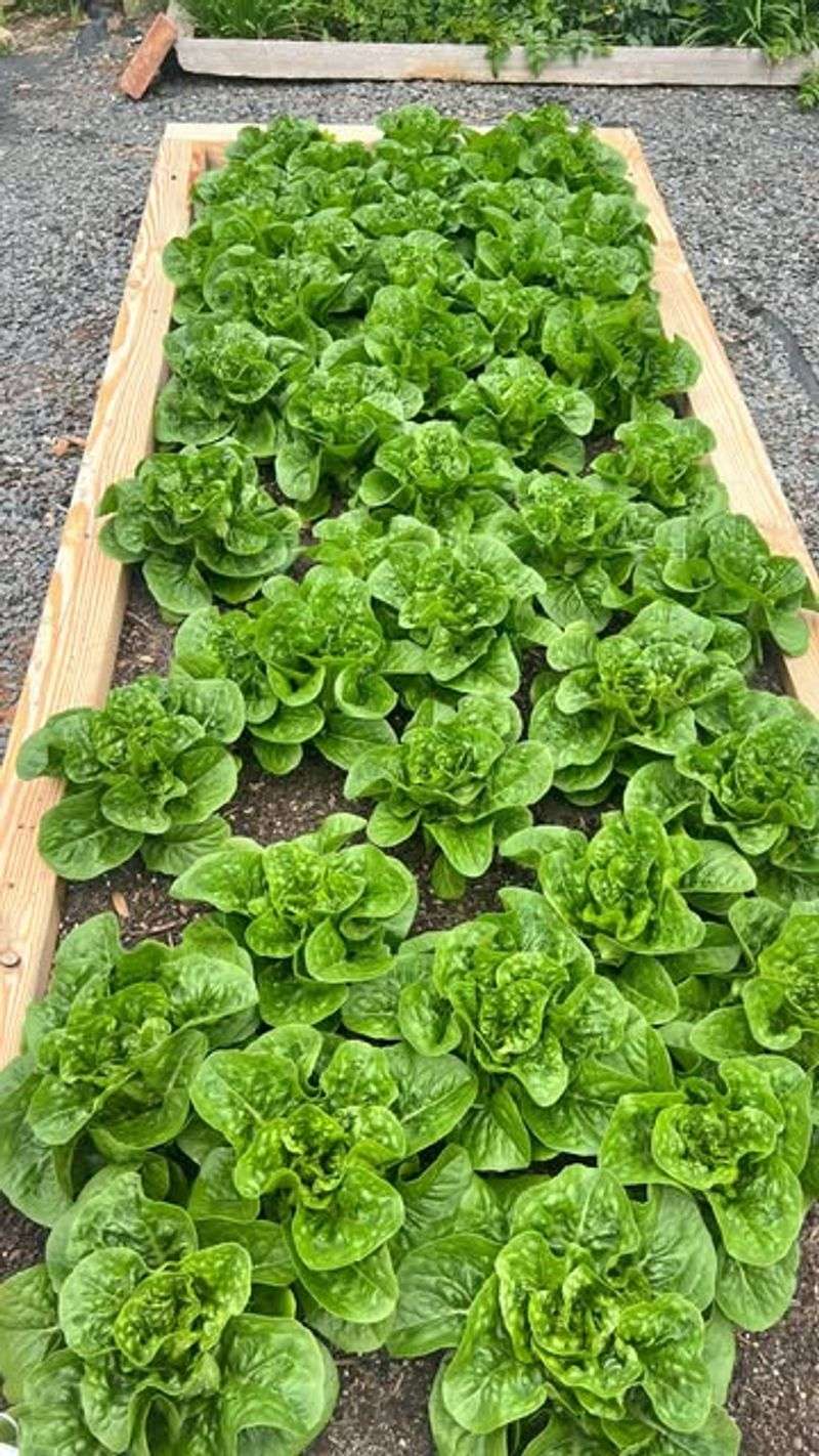 Speedy Spinach