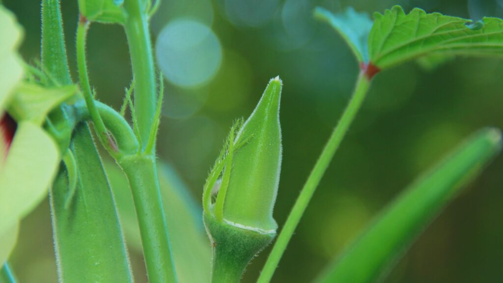 Okra