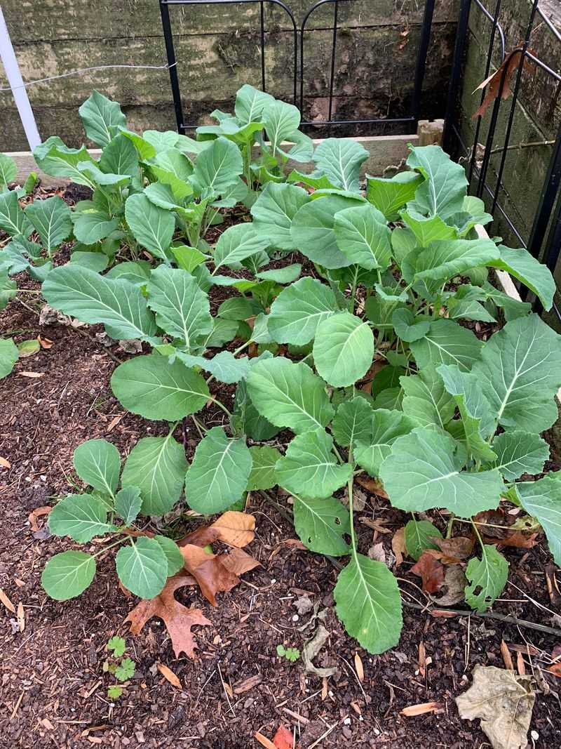 Collard Greens
