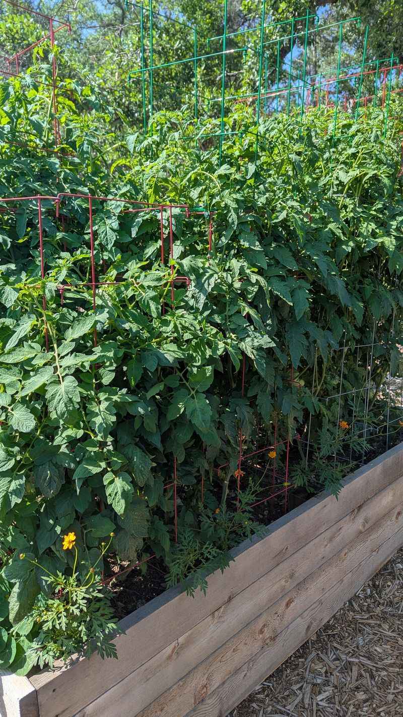 Bush Beans
